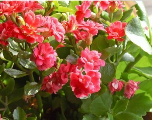 3种花最适合养家里,人养花,花也养人,空气清香,家家必备