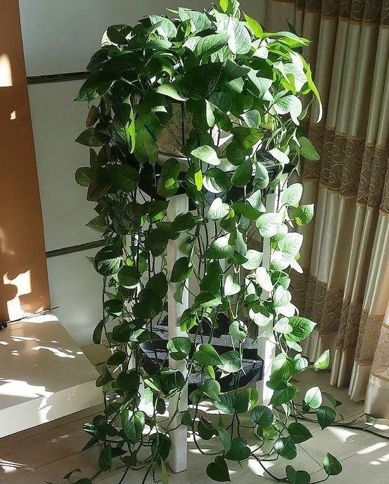 婆婆在家用绳子养绿萝，全家人都笑话，结果家里变成绿森林