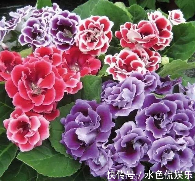 春天适合养“3种花”，立夏就“开花”，人见人爱，那叫一个美！