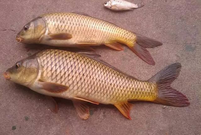 户外野钓,到底拿什么来钓鱼,才能钓得到,钓的多