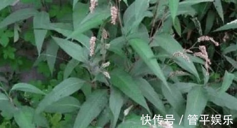 可菜|农村不起眼的野草,营养丰富,价值高可菜可药