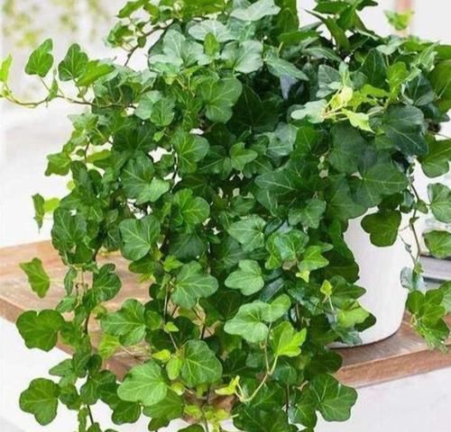 4种花深受花友喜欢,开花爆盆很简单,厨房养2盆,漂亮又净化空气