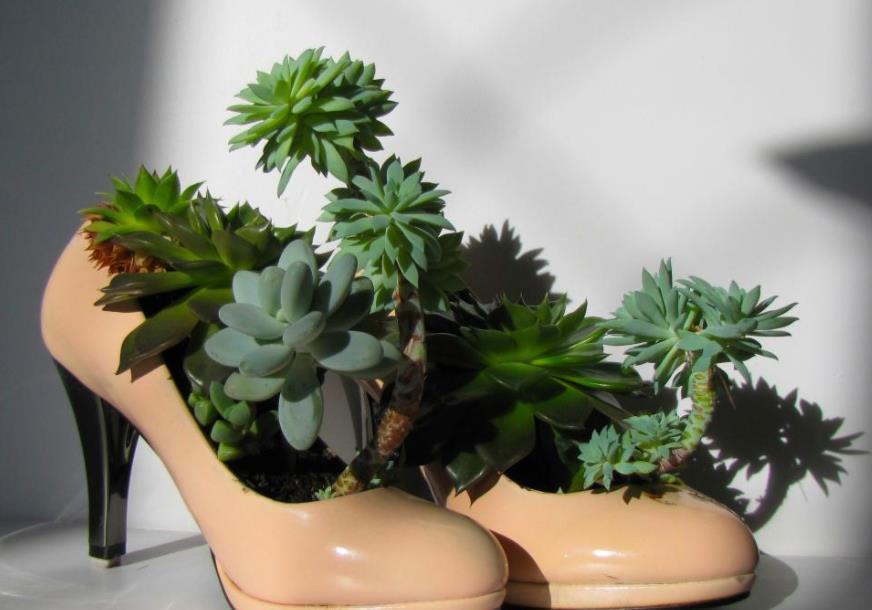 地方|天气渐热,盆栽多肉这3地方该小心了,不然度夏难、化水易