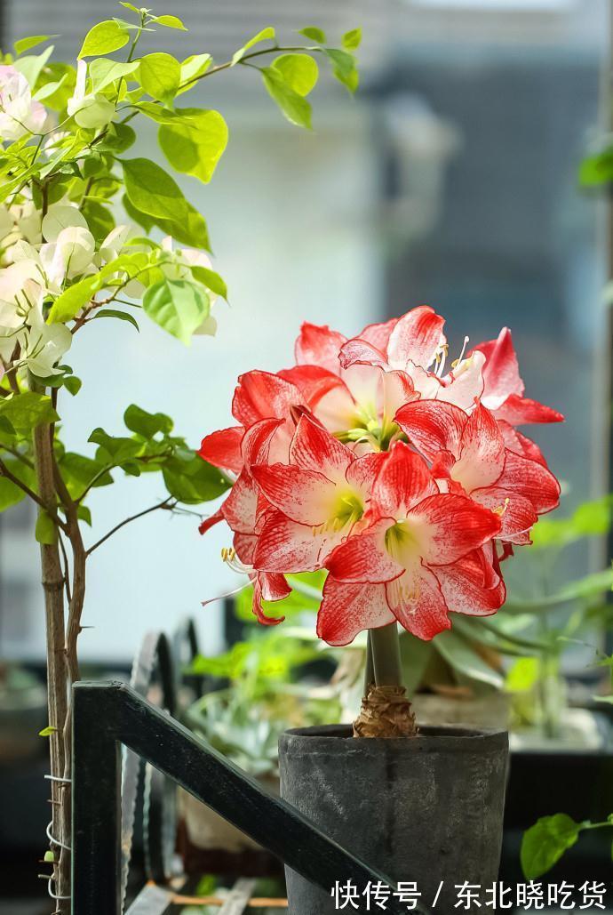 最喜欢怒放的花卉，不仅花开漂亮，而且还很好养，冬季养花就选它