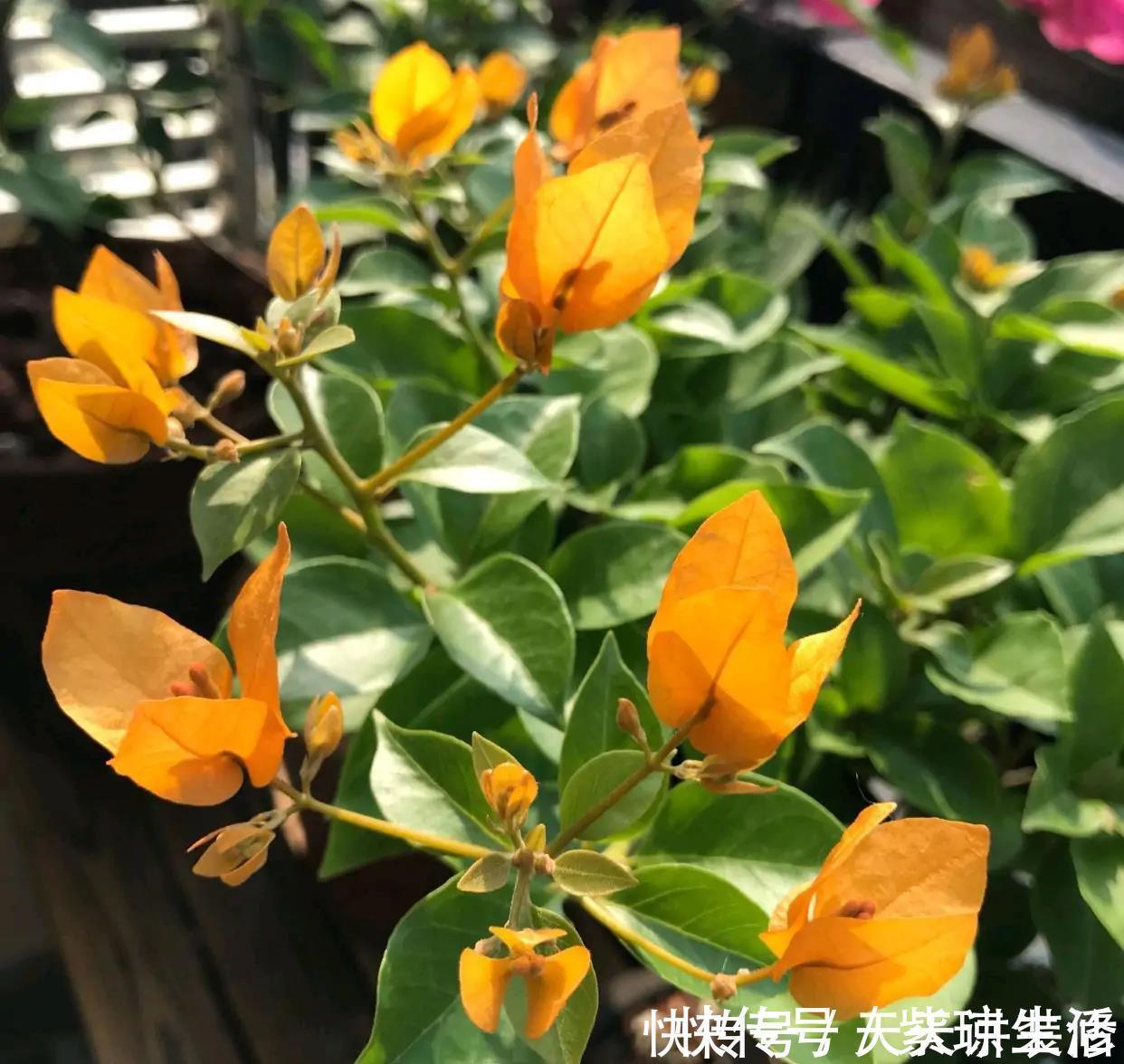 三角梅不耐冻，三个“小动作”，韧性足猛抽穗，绽放层叠群花