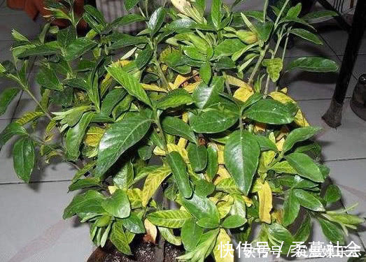 栀子|养栀子花、茉莉花这点最关键,不黄叶掉叶,开花多又香,爆满盆!