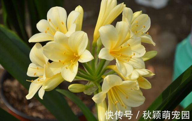 盆栽|为什么盆栽君子兰长势不佳?找准这3方面原因,叶片突突长不停