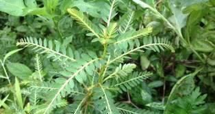 農村這4種野菜，個個營養高，除濕退黃，清肝明目