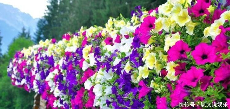  成活|4款花卉，适合贱养，不费心易成活，懒人新手都适合