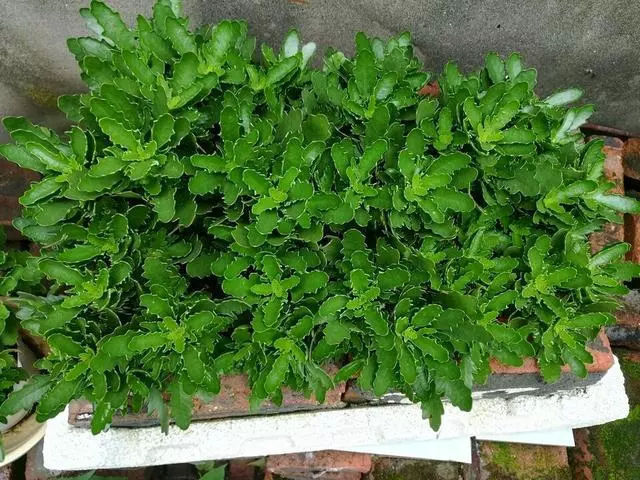 3种“开花机器”，掐个枝条，沾土就生根，泛滥100盆，都爆盆