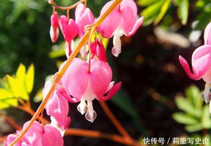 最适合新手养的4种花，沾土就能活，谁养谁喜欢