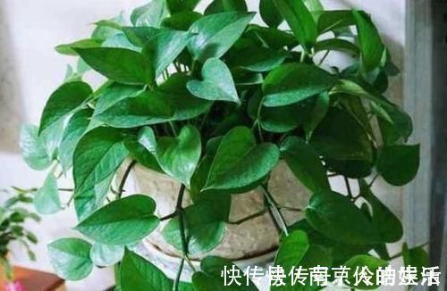 4种植物最适合懒养,十天半个月不用浇水,照样长势旺