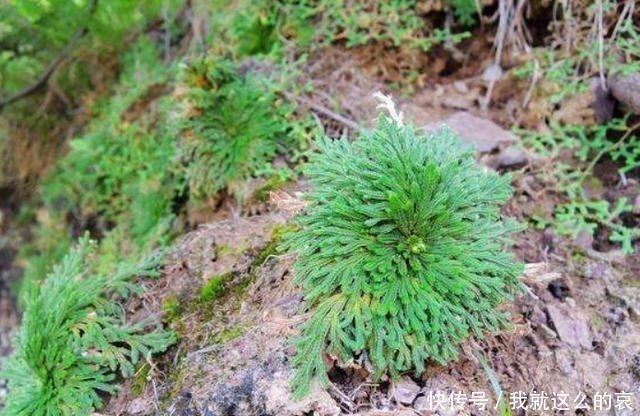 盆栽|乡下一植物，长在山坡上，挖回家能当盆栽养！