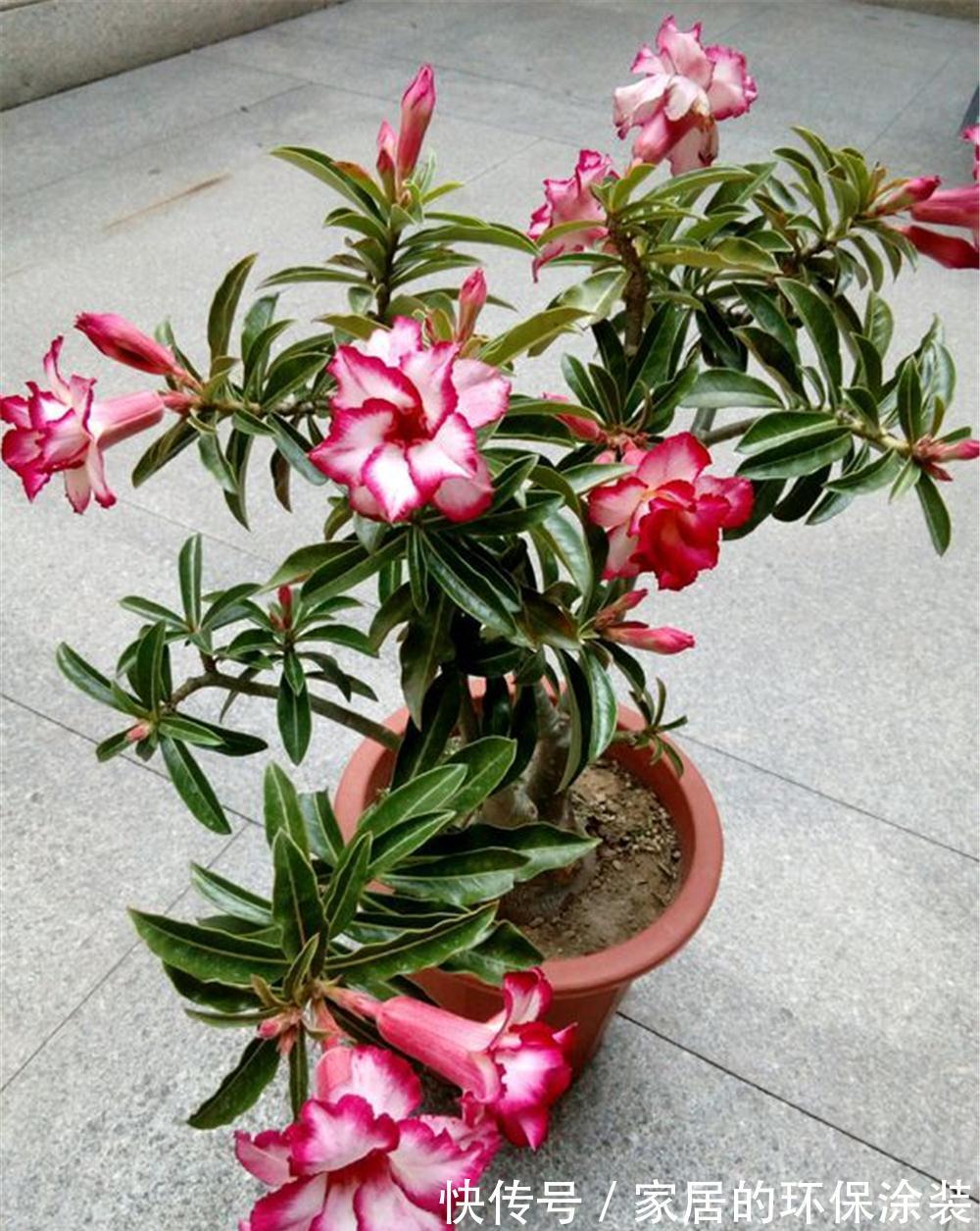 8种“漂亮花”特怕冷，秋天赶紧拿到屋里去，不然都冻死了