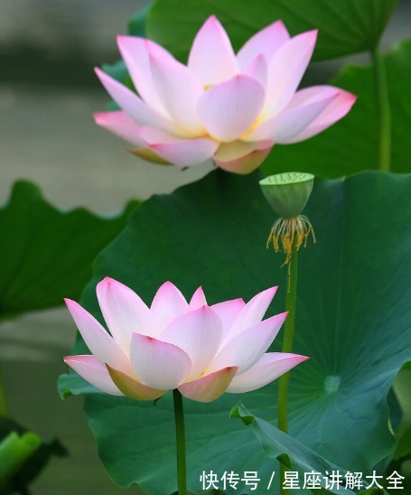 好运|步入10月底,吉星照耀,4属相贵人相助,事业步步高升,生活美满