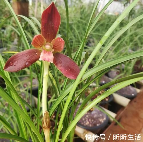 花色|传统名花：红河红，花香浓郁、花色繁杂，值得偏爱，你喜欢吗？