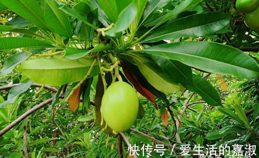 金皮树|认识植物界的“六大毒树”,看到“绕道走”,涨知识不吃亏