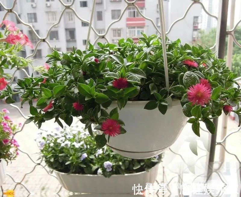 人养花 花也养人 4种花不仅长得漂亮,掐下叶子就是一盘菜!