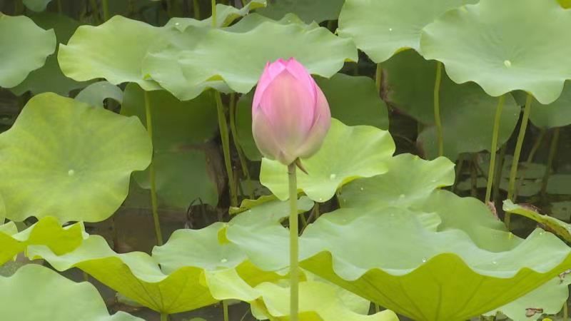 美丽乡村赏荷正当时 夏至   方鹏