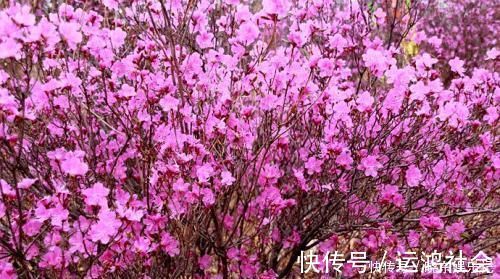 桫椤树|游山玩水碰上这4种花树,离远点不能挖,它们很珍贵