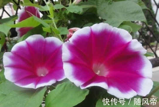 最适合新手养的4种花,沾土就能活,花大色艳很漂亮,谁养谁爱