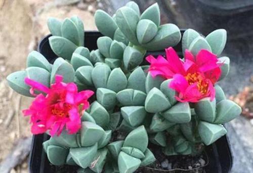 谁都多肉都耐旱几种多肉就爱喝水,一天不浇都不行