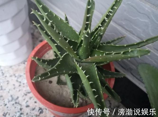 芦荟|家中的芦荟出现卷叶,对症下药,叶子才会“膨胀”起来!