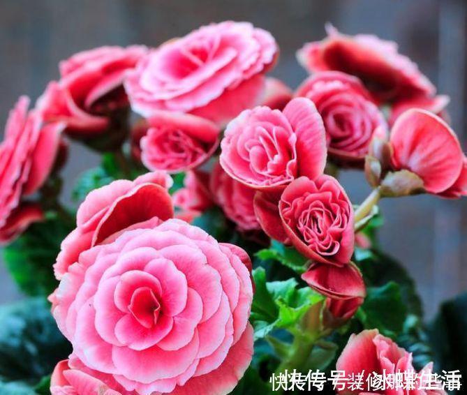 丽格海棠|4种花现在养刚刚好,夏天开花很漂亮,给点水就疯长,太好养