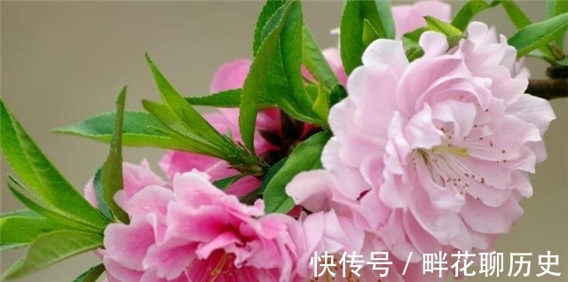 石楠&唐诗解红楼梦之谜,端正楼前相思树,是桃花还是石楠?