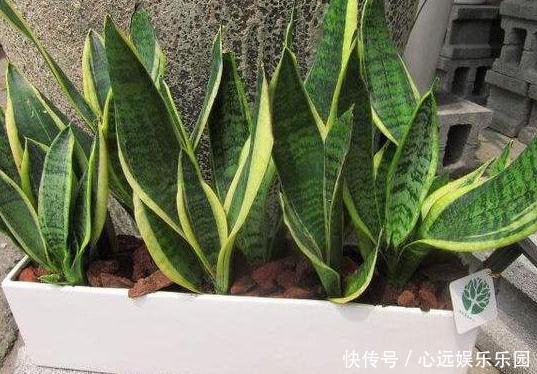 卫生间养花不知道选啥好就盆栽此4种植物,可放氧气、除臭味