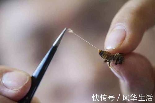 蜂毒能以毒攻毒|蜂毒能以毒攻毒，消灭癌细胞？最新研究结果，告诉你事实真相