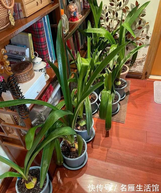 朱顶红|秋天的朱顶红，要做好一件事，球根饱满健壮，开出漂亮大花团