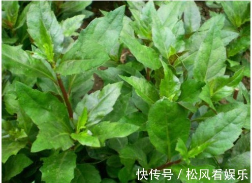 野菜|农村一种喂猪的野菜,能止血补血,清热解毒,抗病毒。