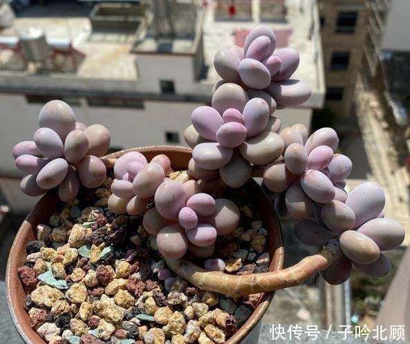 光照|桃蛋不但能养出老桩状态,还能把叶片控出又肥又圆的状态!