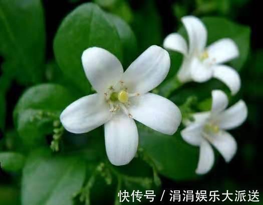 满屋|此花香气袭人，放阳台、放卧室、放卫生间，放哪儿都会满屋飘香！