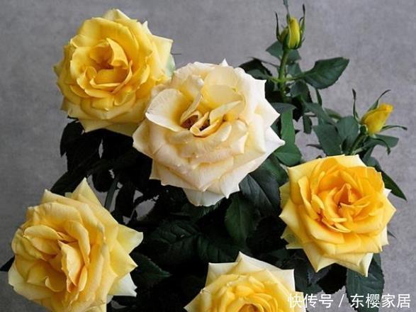 20款露台月季品种,超级丰花、适合露台、阳台盆栽,皮实好养