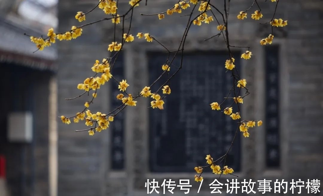 梅花#一段箫声,几处暗香