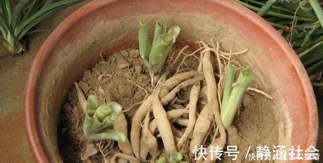 别浇水了，花都是被你浇死的！老园丁教你几招，家里花草轻松爆盆