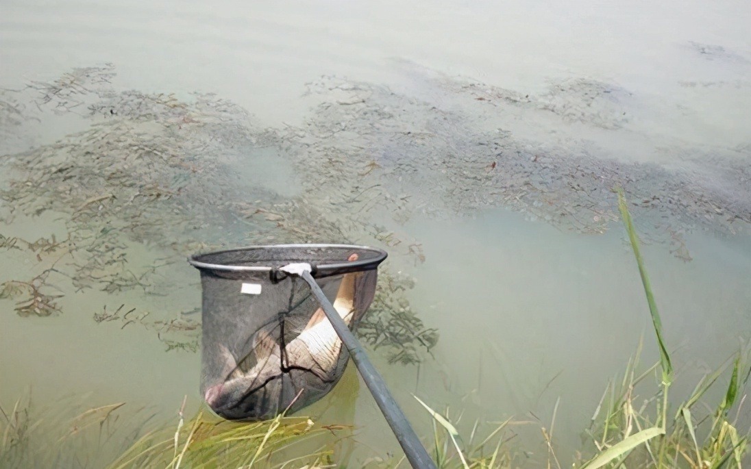 蚯蚓是万能饵，钓鱼也要注意这3点，不然一样不好使——盛世三渔