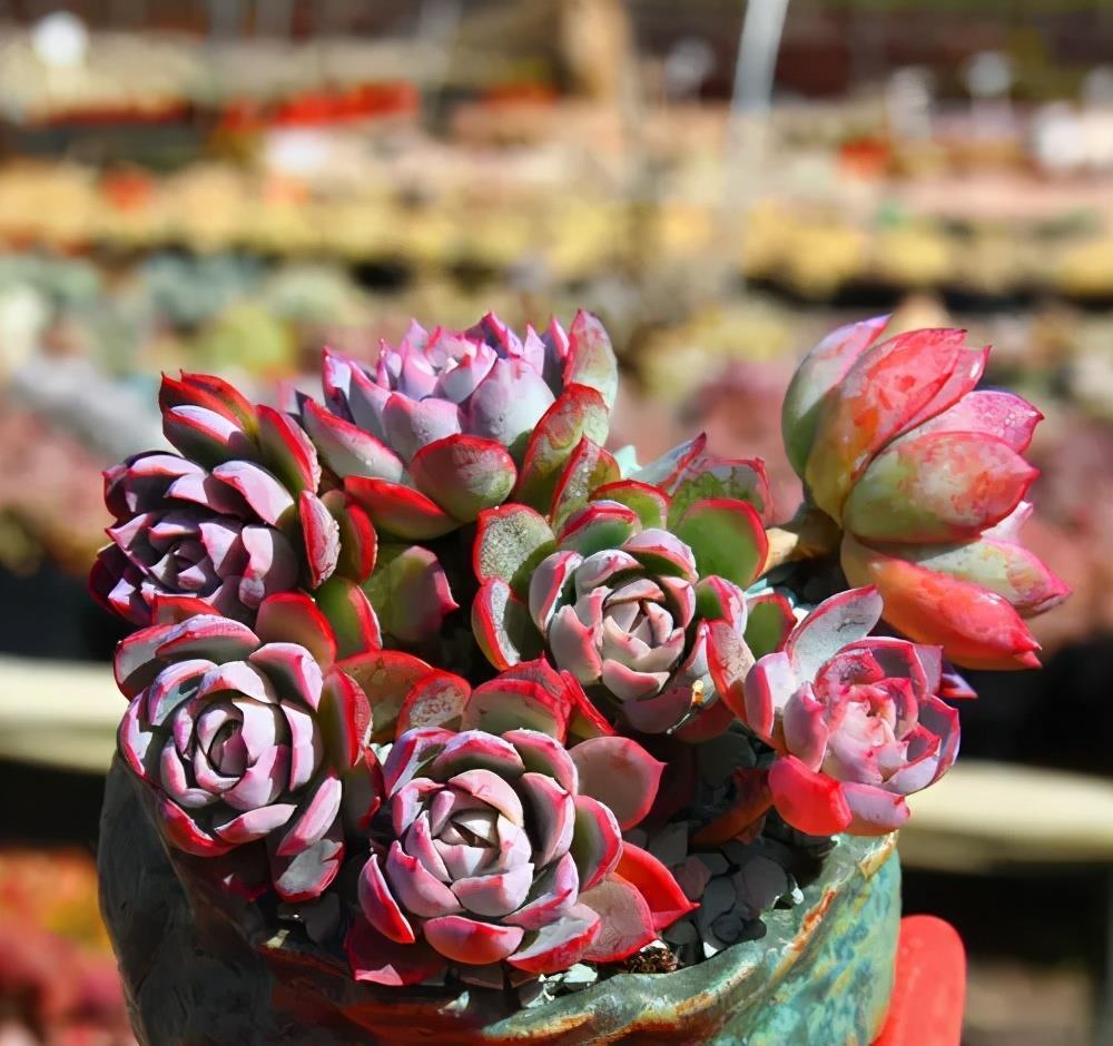 养护|多肉徒长丑的没法看?做好2件事,新手也能养出肉墩子