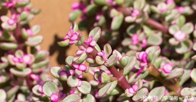 这5款多肉植物适合新手种,扔土里就能活,一年长一大群!