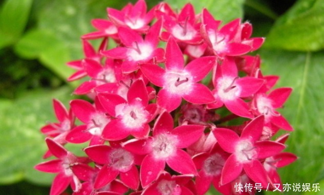 五彩斑斓|新手养护花卉,就养花开似繁星、五彩斑斓的花卉,花开300多天