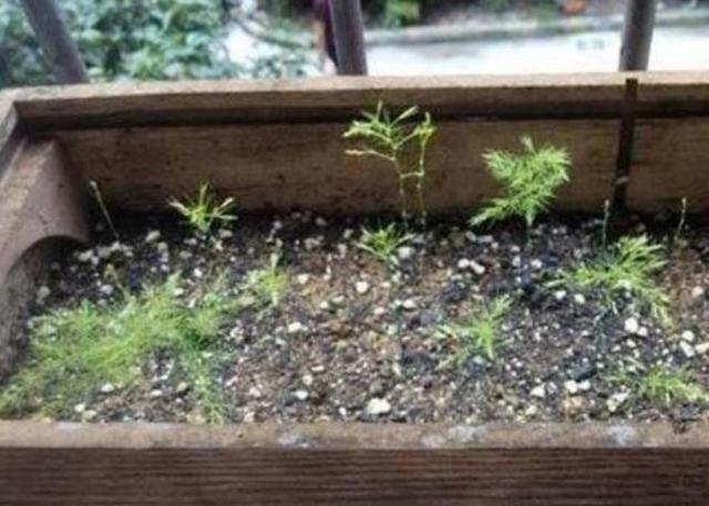 文竹不用买,仅用“一根枝”,30天后养出一整盆,叶子绿油油!