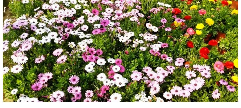 三角梅|不管你喜不喜欢花草,这几种花你是一定要养的,因为又便宜又好看