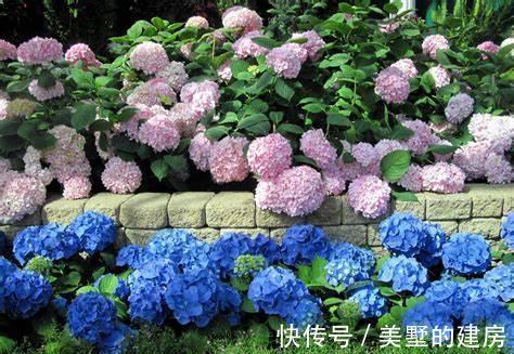 养花试试这几款，叶片如同彩云一般，四季长青