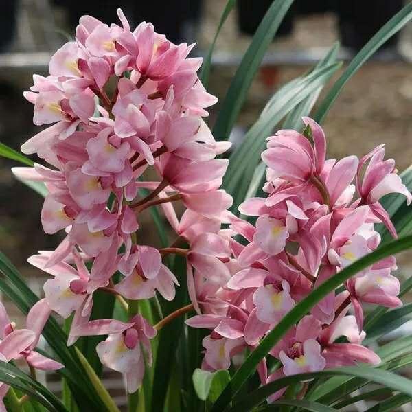 给花换盆、换土、切记2个“小关键”,不然可就白换了!