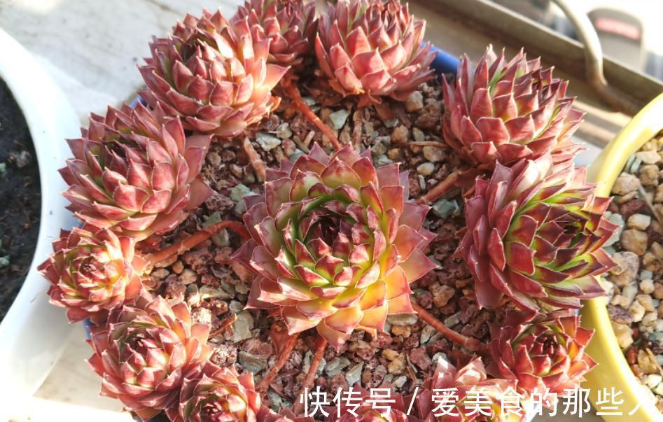 冬天养多肉观音莲，避开这4个误区，搁室内盆栽就能安全过冬