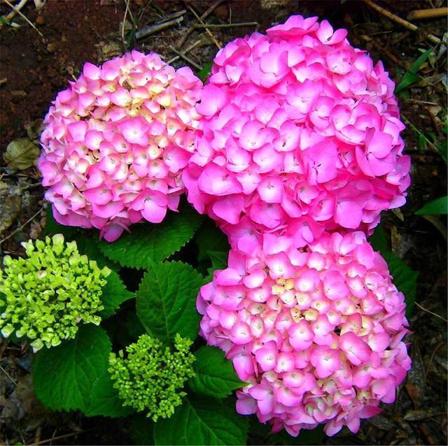 绣球花开爆了，花后早做2件事，枝繁叶茂长得壮，来年开成大花球