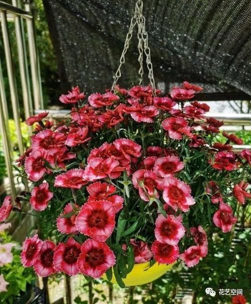 病菌碰见这三种花都是绕着走，家里放一盆，老人小孩更健康