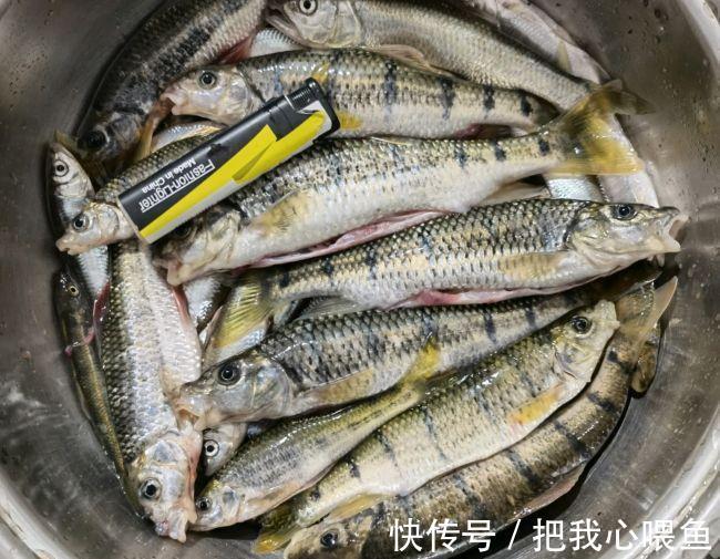 水域|我国一种杂交鱼，常被冒充土鲫鱼，很多钓友也分不清